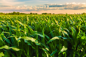 corn-field