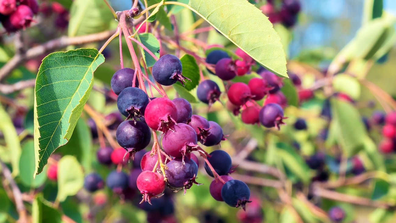 Delicious healthy berries on a small deciduous fruit tree Irga in a country garden.