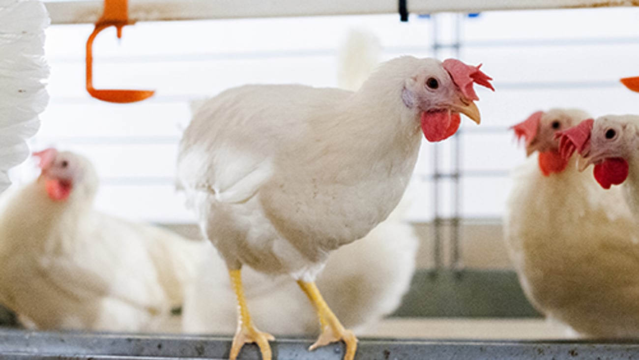 Hen
