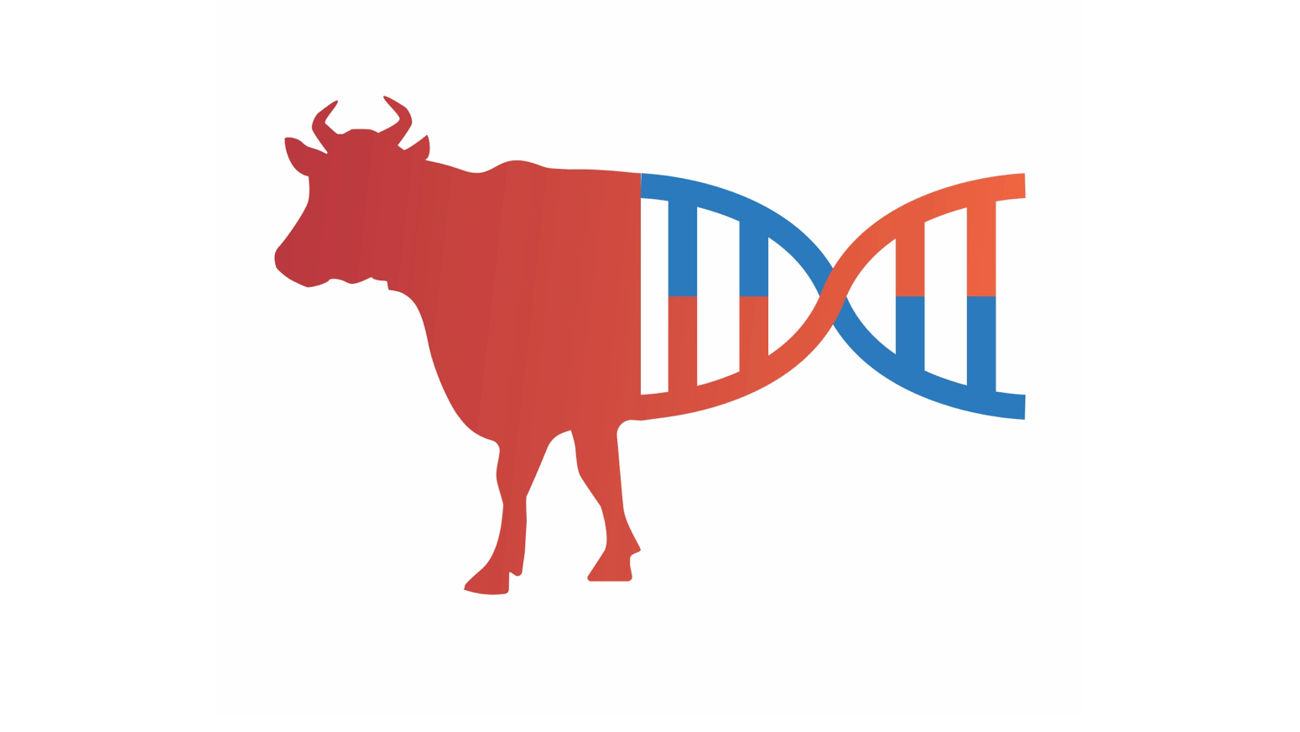 Illustration of a gene -edited cow