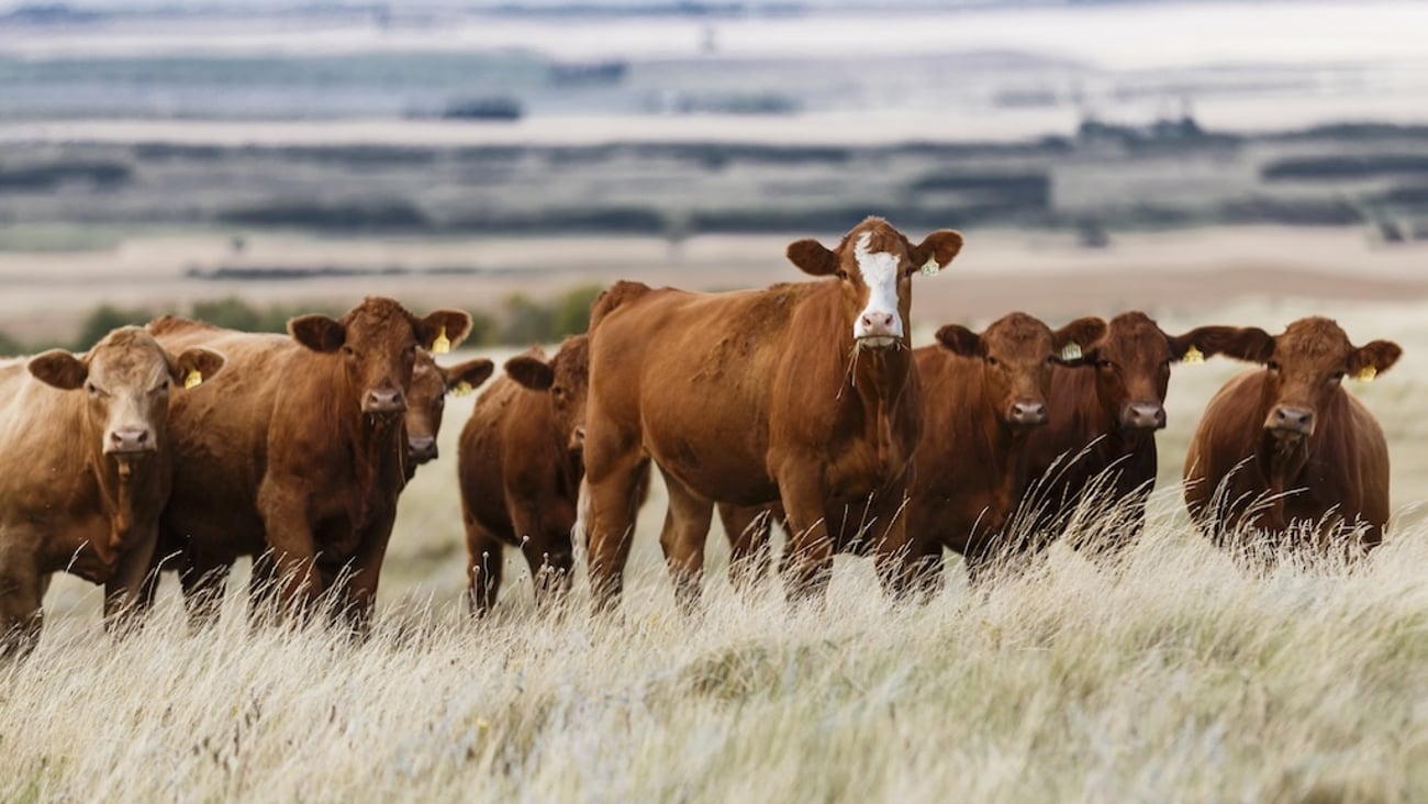 Cows grazing in a field