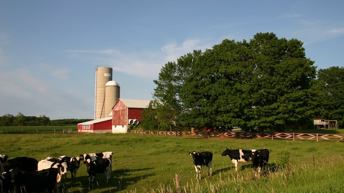Dairy cows on a farm in Canada
