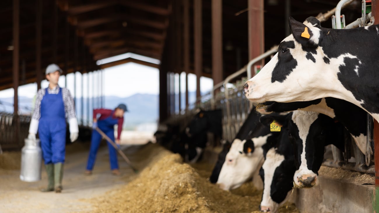 Black and white dairy cows eating hay peeking through stall fence against of farmer with metal can on livestock farm