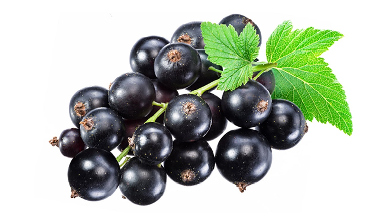 A bunch of blackcurrants
