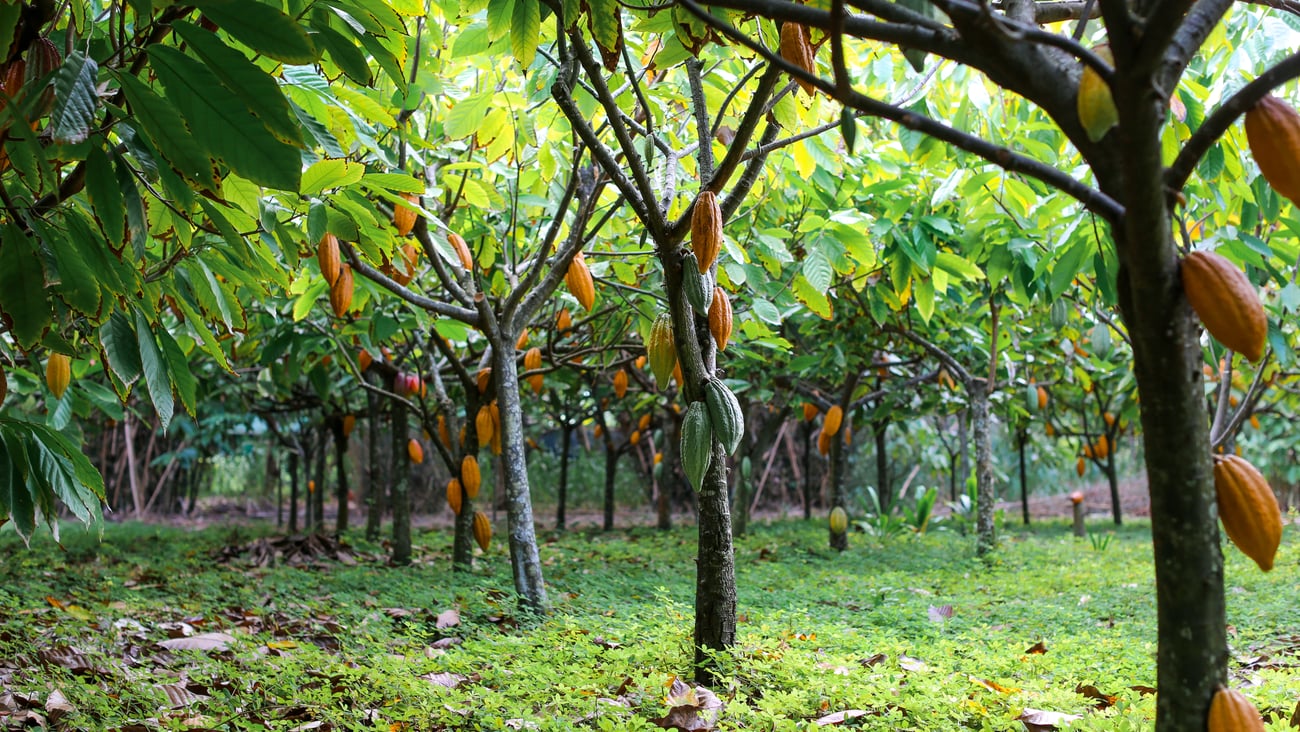 Chocolate cacao tree farm with green, yellow, orange, and red cocoa pods hanging on trees with a lush green floor