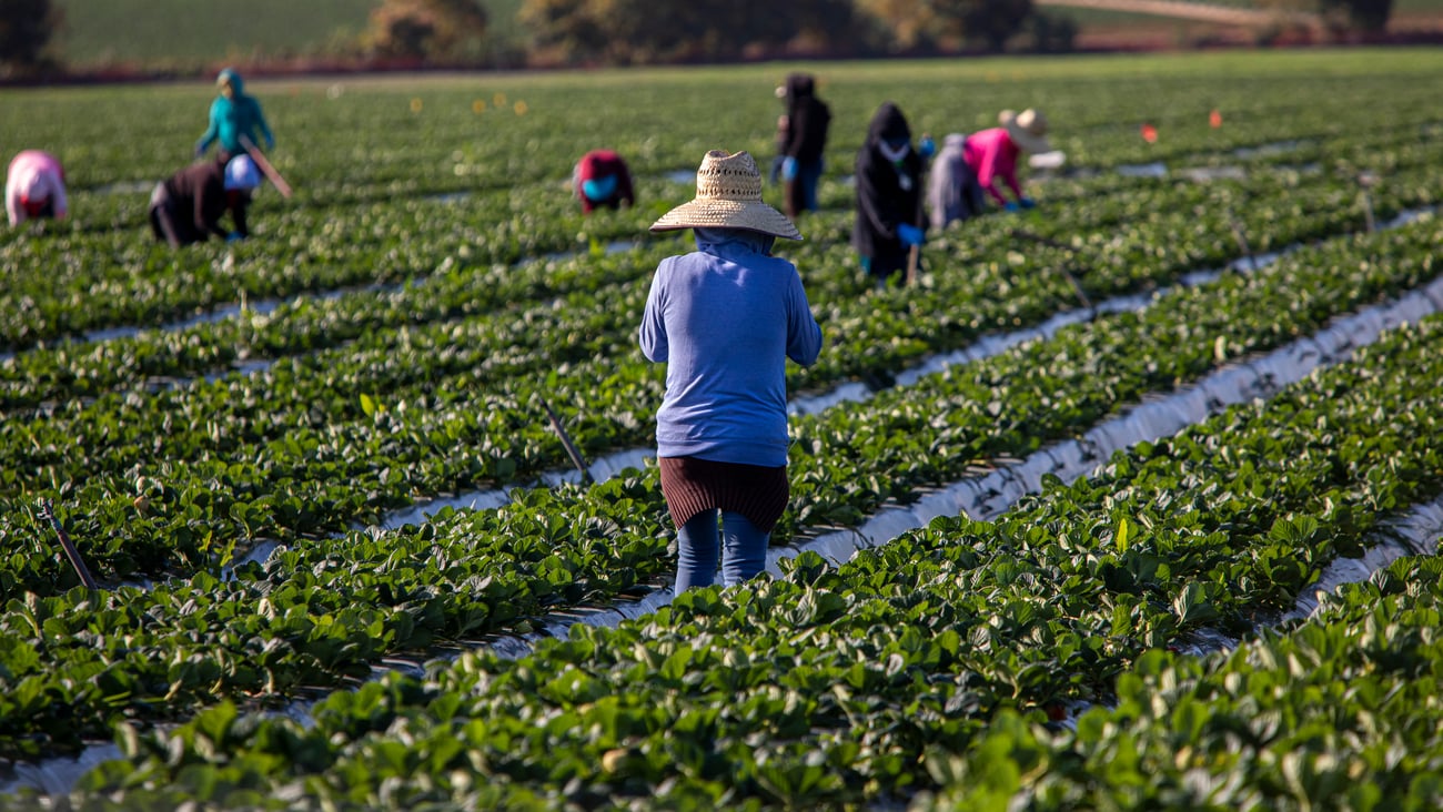 Woman farm worker in large straw hat standing in strawberry field with other farms workers and rows of strawberry plants in background