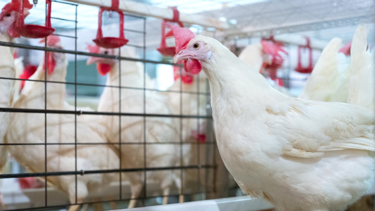 Chicken coop