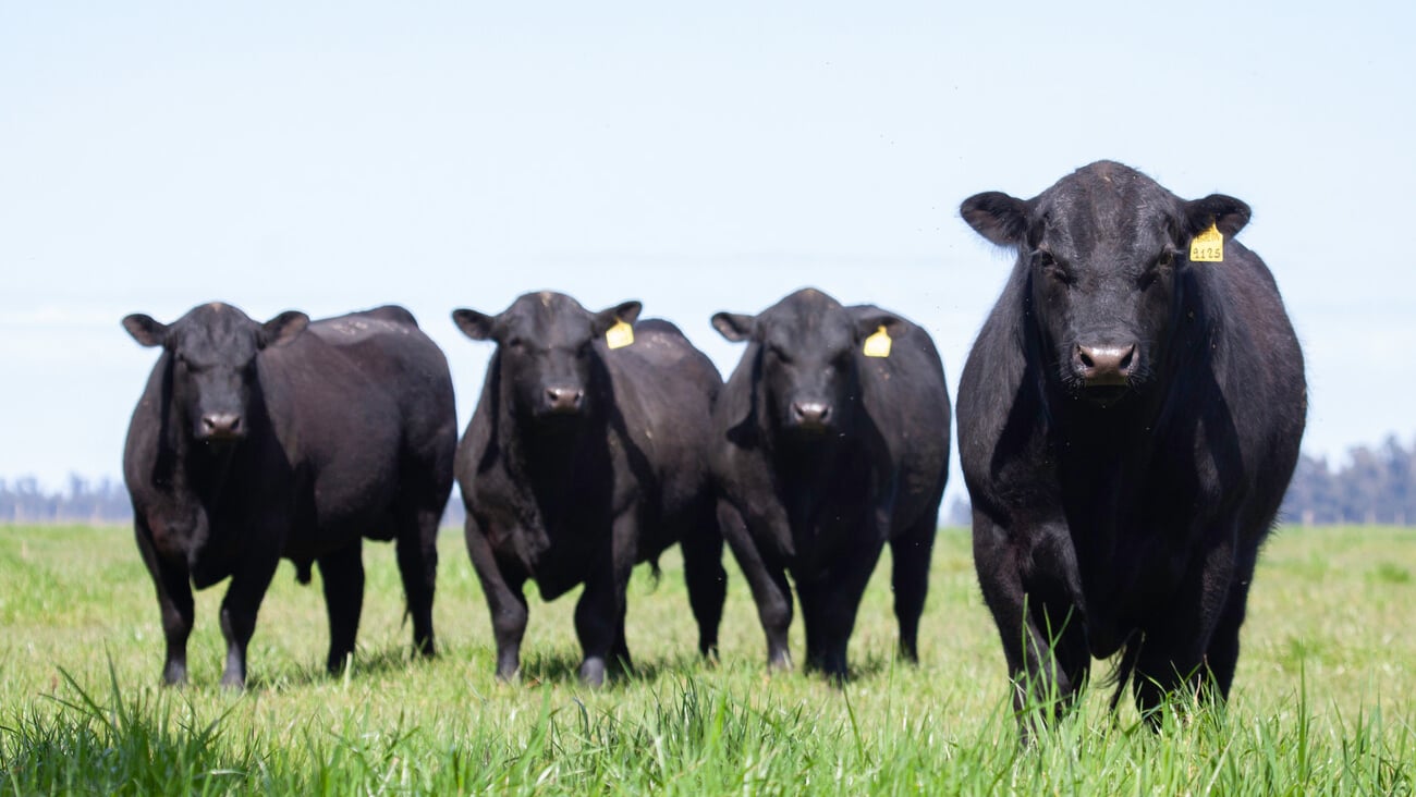 Farming Ranch Angus and Hereford Cattle; Shutterstock ID 1147701242