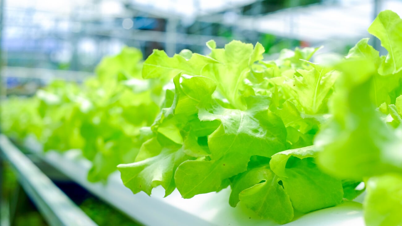 Hydroponics vegetable farm; Shutterstock ID 1232567038