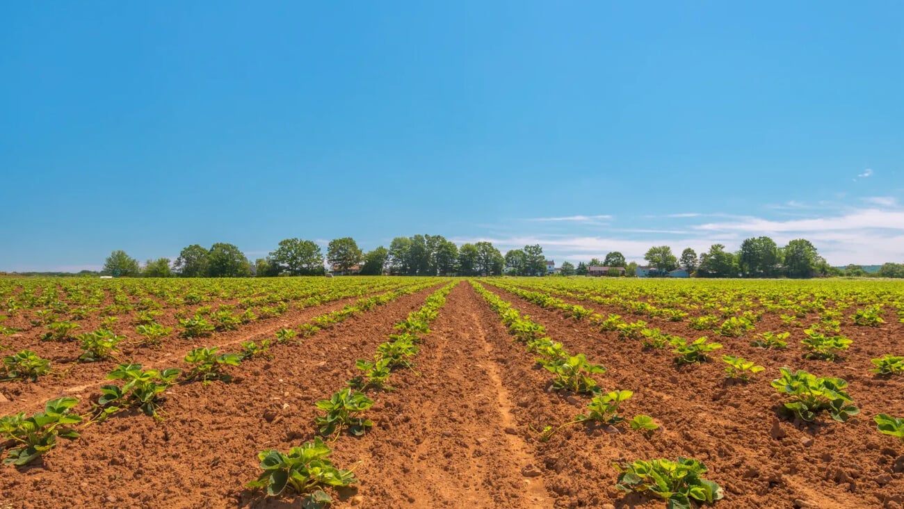 Strawberry field in the summer (Annapolis Valley, Nova Scotia, Canada); Shutterstock ID 153321884