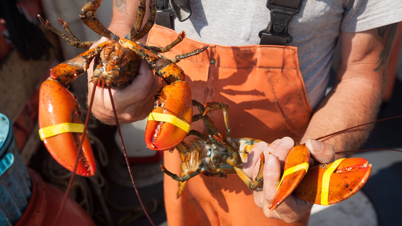 Man holding two yellow banded lobsters, Maine, USA; Shutterstock ID 154030238