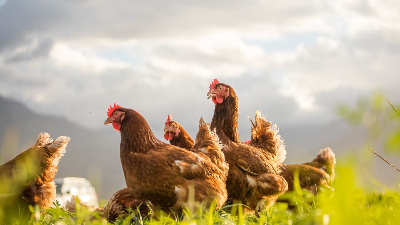 This beautiful image showcases free-range egg-laying chickens in both a field and a commercial chicken coop. The photograph captures the natural beauty of these birds and their living environment.; Shutterstock ID 2302119921