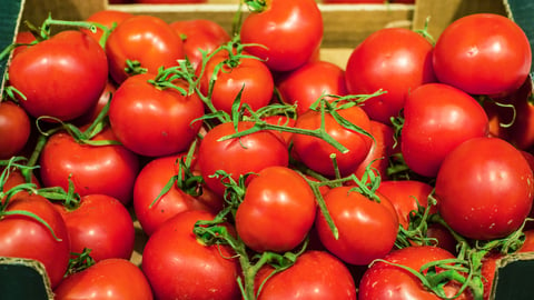 A crate full of red tomatoes