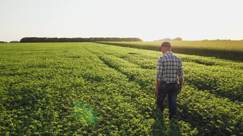 Farmer inspects chickpea growth walking through the field. Fresh green chickpeas field. Digital tablet in man's hand.