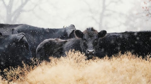 Black angus calves with beef herd of cows in snow on farm during winter season