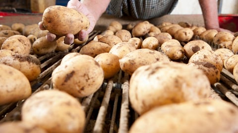 A close up shot of a farmer's hand holding potato above a conveyor belt.