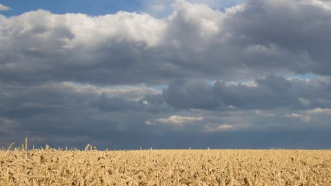 Ukraine. A field of wheat in August. Summer time. Spikelets of wheat close up. Blue sky, clouds over the field. It's going to rain.