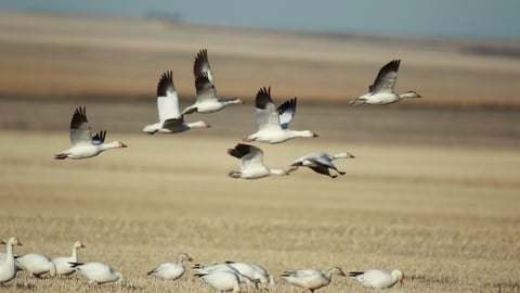 snow geese