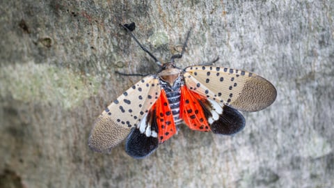 teaser spotted lanternfly