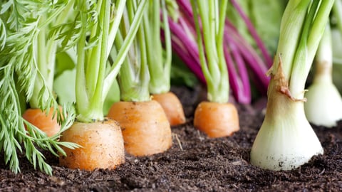 teaser vegetables growing