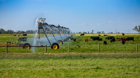 cattle farm in saskatchewan