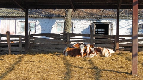 Ukraine dairy farm