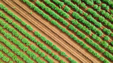 potato field