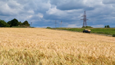 ukraine wheat field