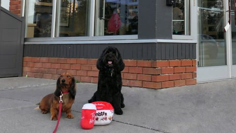 tim hortons dog toys