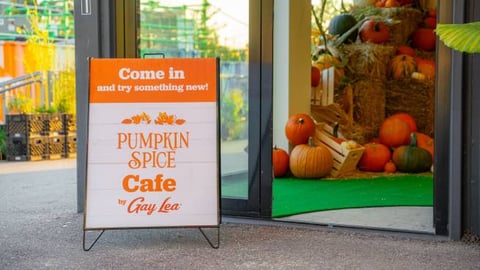 gay lea pumpkin spice pop-up