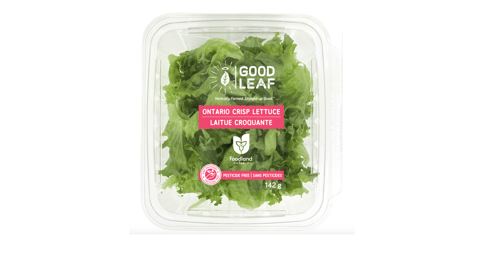 GoodLeaf Farms Ontario Crisp Lettuce 