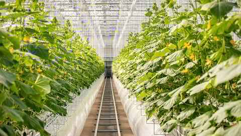 lufa farms marche central montreal