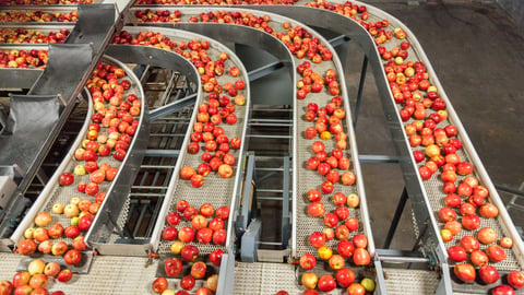 gala apples on a conveyor belt