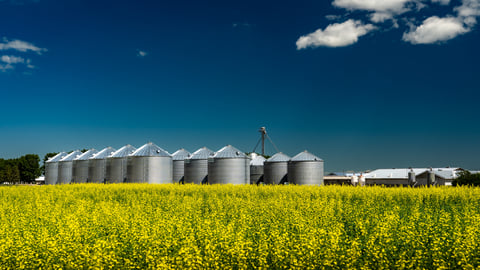 canola oil farm alberta