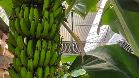 Pépinière Éco-Verdure bananas