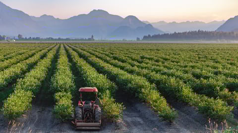 blueberry farm bc