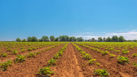 A strawberry field in Nova Scotia's Annapolis Valley region.