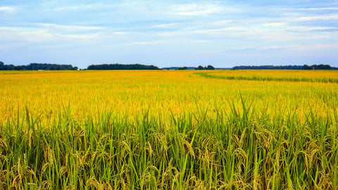 A rice field
