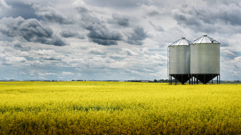 A pair of grain silos sit empty on a blooming bright yellow canola field under a stormy sky on the Alberta prairies.