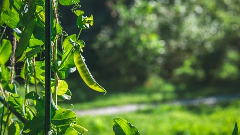 Ripe pea pod growing on a vine