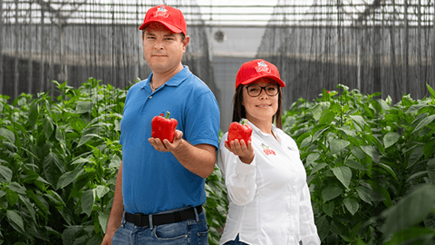 Workers holding bell peppers