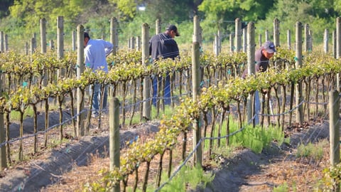 Field workers in Richmond, B.C.
