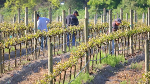 Foreign Temporary Workers