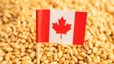 Canadian flag in a wheat grains