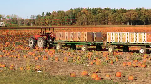 Norfolk County pumpkin patch