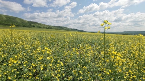 Canola field in Alberta