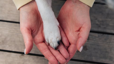 Hand holding a dog paw