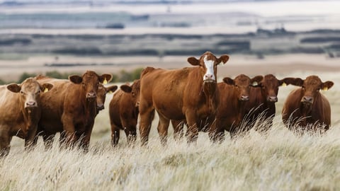 Cows grazing in a field 