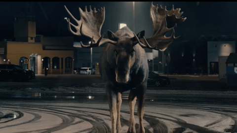 Real Canadian Superstore Moose
