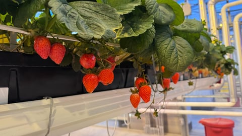 indoor-grown strawberries at Vineland Research Facility 